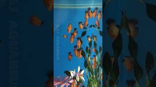 Platy Fish Available platy fish aquarium shorts ytshorts [upl. by Nnylyram281]