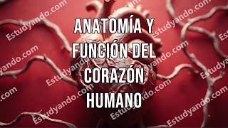 Anatomía y función del corazón humano [upl. by Auka]