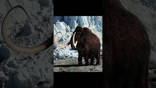 The Woolly Mammoth is Coming BACK TO LIFE shorts mammoth animals [upl. by Ingram249]