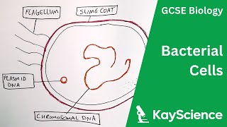 Bacterial Cells  GCSE Biology  kaysciencecom [upl. by Meer]