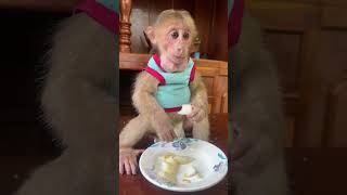 Sunshine and Breakfast A Monkeys Perfect MorningSunshineVibes MonkeyMorning BreakfastJoy [upl. by Ainod]