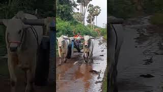 Ongole bulls speed 🚅🚄🚄trending farming best food for ongole bulls [upl. by Forta]