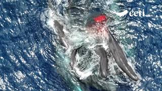 That’s Wild The Birth of a Sperm Whale [upl. by Hux482]