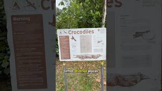 Crocodilos na Austrália [upl. by Reynard512]