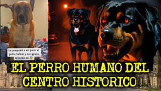 EL PERRO HUMANO DEL CENTRO HISTORICO DE LA CDMX  RELATOS DE PERROS ACTUANDO COMO HUMANOS [upl. by Drolet]