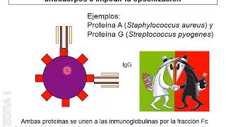 Patogenicidad Bacteriana III [upl. by Oslec]