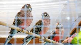 My Aviaries Today 22nd August 2018  Parakeets Budgies Cockatiels Canaries and Finches [upl. by Adama]