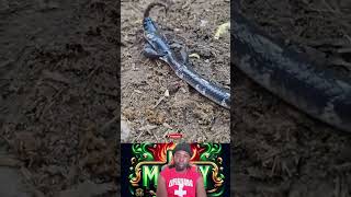 Meet the Surprising Snake Slayer Thats Got Everyone Talking [upl. by Atilrak]