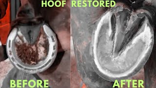 Super Clean Hoof Trim [upl. by Faun]