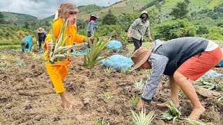 CUTIS helps farmers in village grow pineapples Surprise meeting with a baby monkey [upl. by Salvadore]