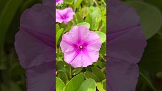 🌴 Beautiful Ipomoea pescaprae  4k 4kvideo plants [upl. by Akcirred]