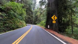 Jedediah Smith Redwoods State Park Virtual Drive 4K60 [upl. by Lienahs]