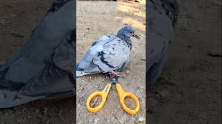 pigeon baby treatment pigeon birds kabuter [upl. by Wira]