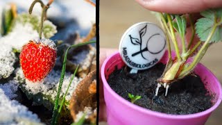 🍓❄️Cómo Cuidar las Plantas de FrutillasFresas en Invierno [upl. by Ahsinet]