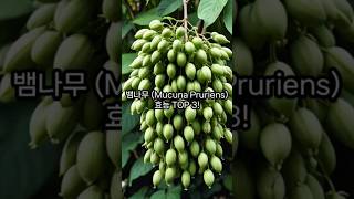 뱀나무 Mucuna Pruriens의 효능 TOP 3 [upl. by Enedan306]