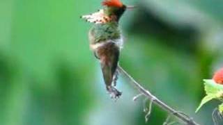 Tufted Coquette Lophornis ornata [upl. by Pathe368]