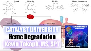 Why is Poop Brown 💩  Heme b Metabolism amp Elimination [upl. by Bora]