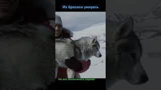 Хаски Husky eightbelow белыйплен полуокер PaulWalker фильмыпрособак like драма собаки [upl. by Trevor]