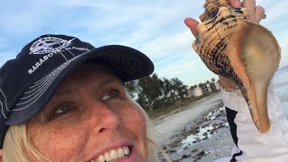 Beach Combing Surprise Seashell [upl. by Seymour]