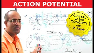 Action Potential in Neurons  Neurology  Dr Najeeb [upl. by Abramson]