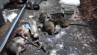 Killing rats DITRAC Tracking Powder heavy treatment [upl. by Schlesinger]