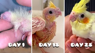 Baby Birds First 25 Days [upl. by Rol]