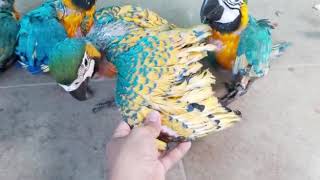 Burung macaw langka opaline [upl. by Martineau]