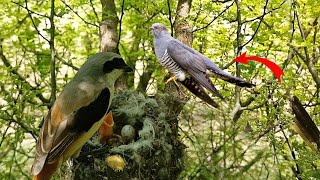 Cuckoo grew near the nest of the longtailed bird BirdsofNature107 [upl. by Ashia]