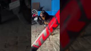 Angry rottweiler simbharottweiler pets angry aggressive doglover ytshorts youtubelover [upl. by Anuqahs]