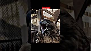 The most terrifying sound birds scary sound short [upl. by Yenettirb]