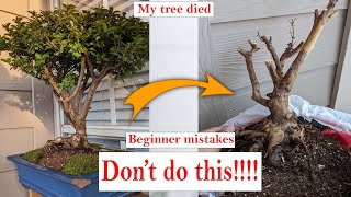 5 beginner Bonsai mistakes to avoid that might be killing your bonsai tree [upl. by Rai]