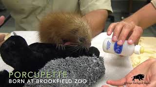 Baby PrehensileTailed Porcupine [upl. by Sanchez21]