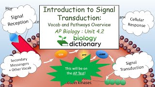 Introduction to Signal Transduction Vocab and Pathways Overview  AP Biology 42 [upl. by Lugar]