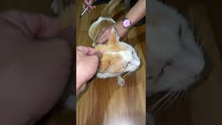 cat has FPV and treatment [upl. by Petrie807]