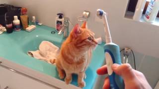 Cat Loves Electric Toothbrush [upl. by Yro340]