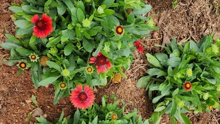 Plant Spotlight GaillardiaBlanket Flower Beautiful and perfect or the front of a garden bed [upl. by Boesch172]