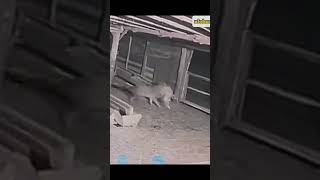 kangal vs wolf 1v1 real fight [upl. by Sida]