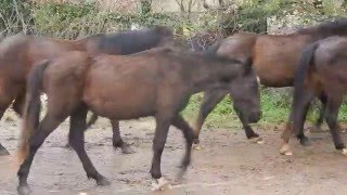 Manlio Fani  il Branco di Cavalli Romani verso Cavalli a Roma [upl. by Coppins]