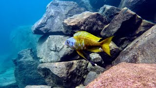 Swimming With Cichlids  Ophthalmotilapia ventralis katani [upl. by Akcirderf]