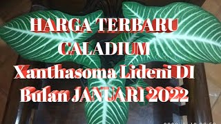 HARGA CALADIUM XANTHOSOMA LIDENI DI BULAN JANUARI 2022 [upl. by Rekab]