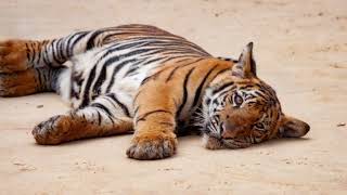 Facts About Indochinese Tiger [upl. by Deehahs]