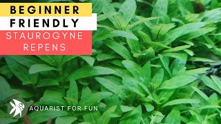 BEGINNER FRIENDLY Aquarium Plant  STAUROGYNE REPENS [upl. by Yale]