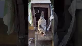 🐔🐣 GALINHA CANTANDO PRA BOTAR OVO galinha cantando ovo ninho [upl. by Etnomed]