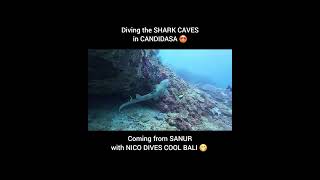 Diving the shark caves in Candidasa🤩 divingbali scubadiving bali Balishark [upl. by Carrel]