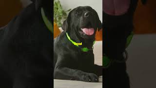 Why Black Labs Were the Most Common [upl. by Fredek]