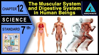 The Muscular and Digestive System in Human Beings  Std 7  Science  Ch 12  Maharashtra Board [upl. by Mccord]