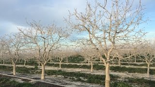 Improving Chill Accumulation in Pistachios for Increased Yields [upl. by Enenej]