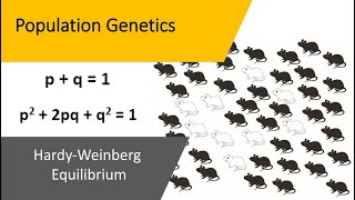 Population Genetics  Hardy Weinberg Equilibrium [upl. by Four963]