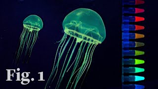 How glowinthedark jellyfish inspired a scientific revolution [upl. by Oballa263]