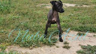 Cachorro Piccolo Lebrel Italiano Kennel Nube Azul [upl. by Allmon]